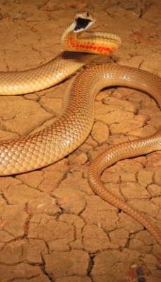 природа животные змея nature animals snake