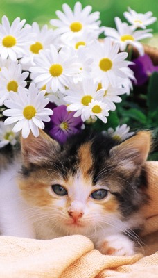 котенок корзина ромашки kitten basket chamomile