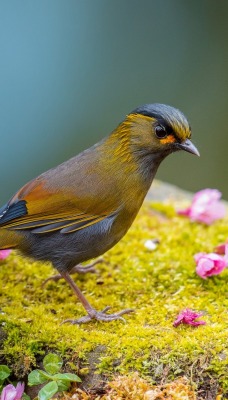 природа животные птица nature animals bird