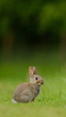 природа животные заяц nature animals hare