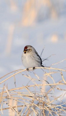 природа животные птицы ветка зима nature animals birds branch winter