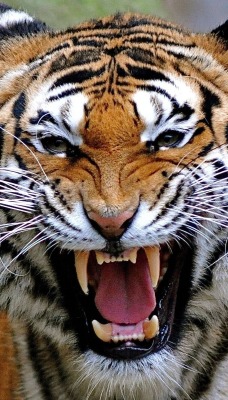 природа животные тигр nature animals tiger