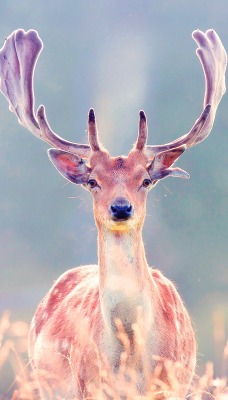 природа животные олень nature animals deer