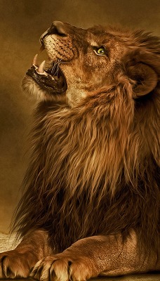 природа животные лев nature animals lion