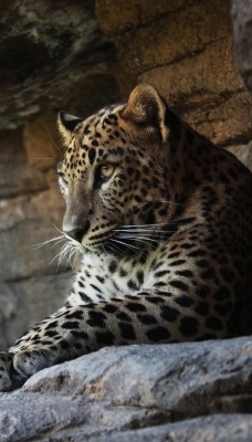 природа животные леопард nature animals leopard