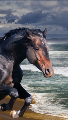 природа животные конь лошадь море nature animals horse sea
