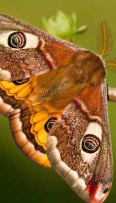 природа животные насекомое бабочка ветка nature animals insect butterfly branch