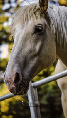 природа животные лошадь nature animals horse