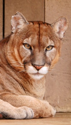 природа животные пума nature animals Puma