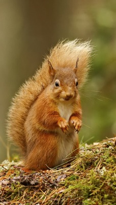 природа животные белка nature animals protein