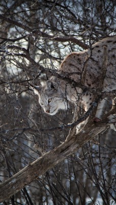 природа животные ветка деревья рысь nature animals branch trees lynx