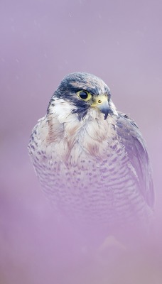 природа животные птица сокол nature animals bird Falcon