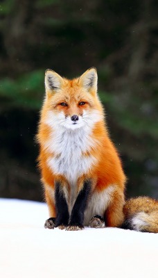 природа животные лис nature animals Fox