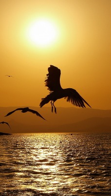 природа животные птицы море солнце nature animals birds sea the sun