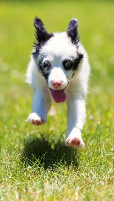 природа животные собака трава nature animals dog grass