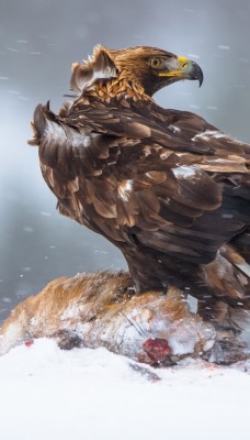 орел снег eagle snow