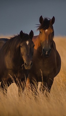 лошади поле черные horses field black