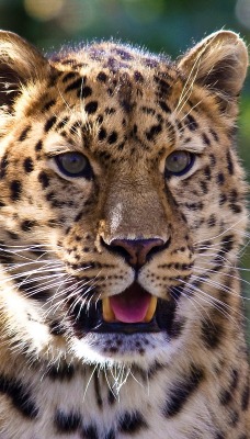 природа животные леопард nature animals leopard