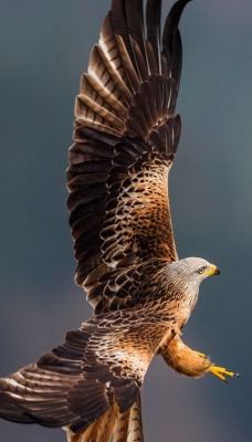 природа животные птицы nature animals birds