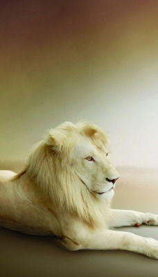 природа животные лев nature animals lion