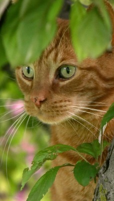 кот рыжий cat red