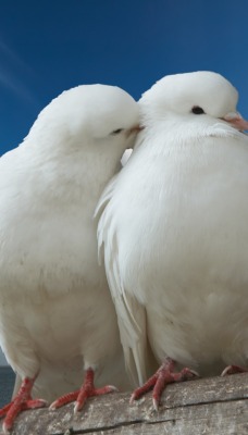 природа животные голубь nature animals dove