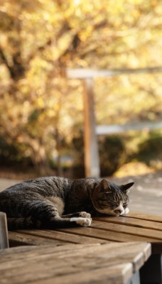 природа животные кот скамейка лавка nature animals cat bench shop