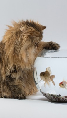 природа животные кот рыбы nature animals cat fish