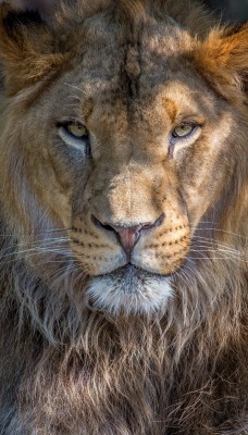 природа животные лев морда nature animals lion muzzle