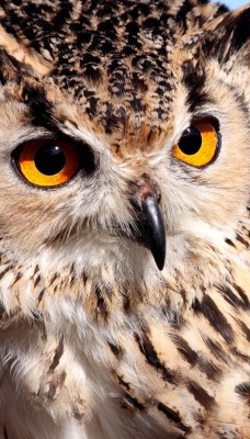 природа животные сова птица nature animals owl bird