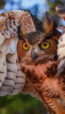 природа животные птица сова nature animals bird owl