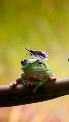 природа животные лягушки nature animals frogs