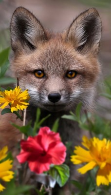 природа животные цветы лиса nature animals flowers Fox