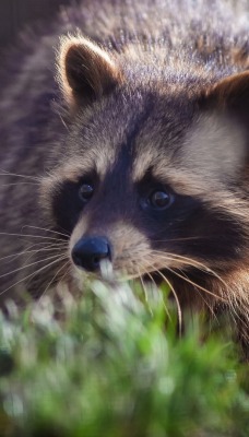 природа животные енот nature animals raccoon