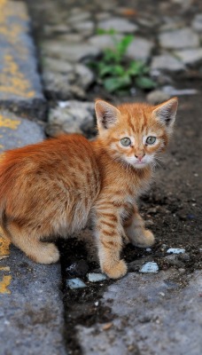 котята рыжий трехцветный kittens red tri-color