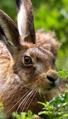 природа животные заяц nature animals hare