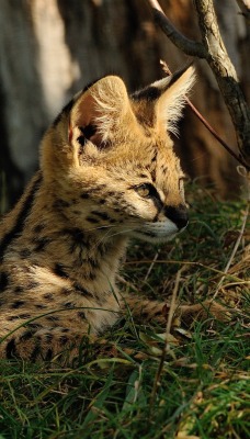 природа животные сервал nature animals Serval