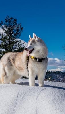 природа животные собака снег небо облака nature animals dog snow the sky clouds