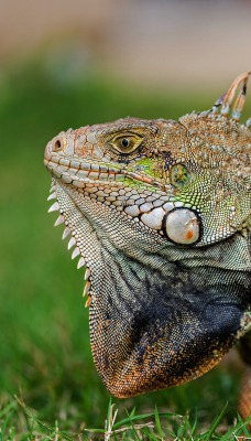 природа животные ящерица nature animals lizard