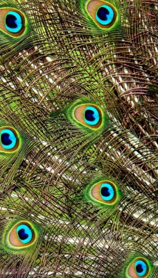 хвост павлин перья tail peacock feathers