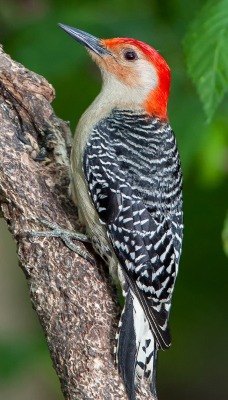 природа животные птицы дятел деревья nature animals birds woodpecker trees