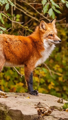 природа животные лис nature animals Fox