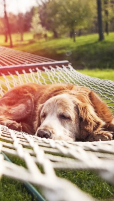 собака гамак сон dog hammock sleep