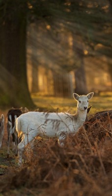 природа животные олень nature animals deer