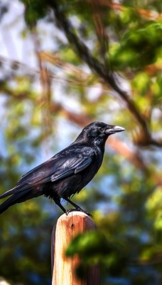 природа животные птицы ворона