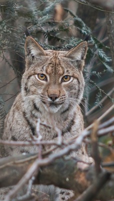 природа животные nature animals