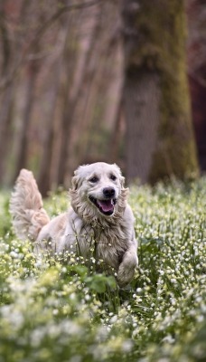 природа животные собака белая трава nature animals dog white grass