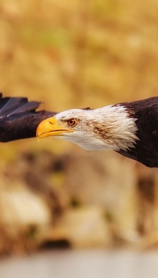 природа животные птицы орел nature animals birds eagle