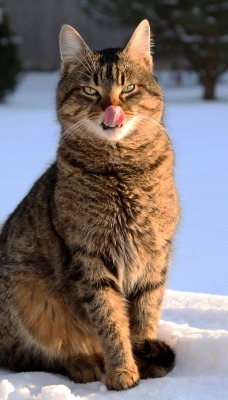 кот на снегу cat in the snow