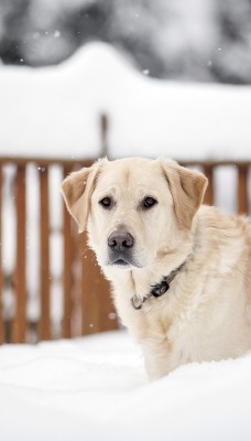 лабрадор пёс снег Labrador dog snow